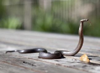 cara cegah ular masuk ke rumah, tips mencegah ular masuk ke dalam rumah