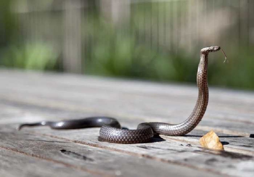 Ilustrasi ular masuk ke dalam rumah. (Foto: Pixabay)