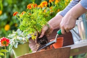 tips berkebun di rumah