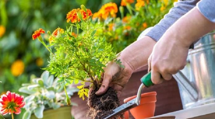 tips berkebun di rumah