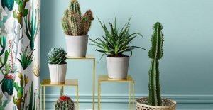 trik merawat tanaman kaktus di rumah, tips merawat kaktus di rumah