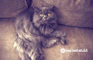 kucing hewan peliharaan pecinta penyayang binatang pixabay realestat.id dok