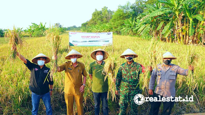 Program penanaman padi yang dibesut melalui Sharp Mapan sejak 5 Juli 2021 lalu memasuki masa panen mulai akhir September hingga awal Oktober 2021. (Foto: Dok. Sharp Indonesia)