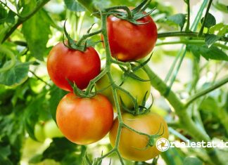 cara tips menanam pohon tomat di rumah manfaat pixabay realestat.id dok