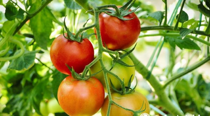 cara tips menanam pohon tomat di rumah manfaat pixabay realestat.id dok