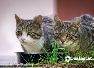 Tips Memelihara Kucing Meninggalkan Hewan Peliharaan Saat Mudik Lebaran realestat.id