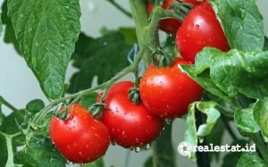 Tips Menanam Pohon Tomat Berkebun di Musim Hujan Pixabay realestat.id dok