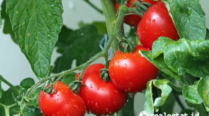 Tips Menanam Pohon Tomat Berkebun di Musim Hujan Pixabay realestat.id dok