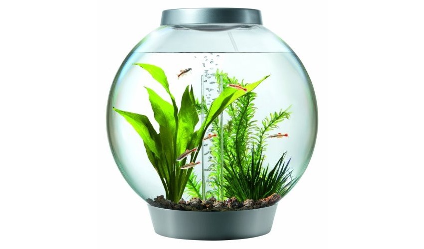 pot berisi air fish bowl jar cisoak feng shui tahun kelinci air 2023 realestat.id dok