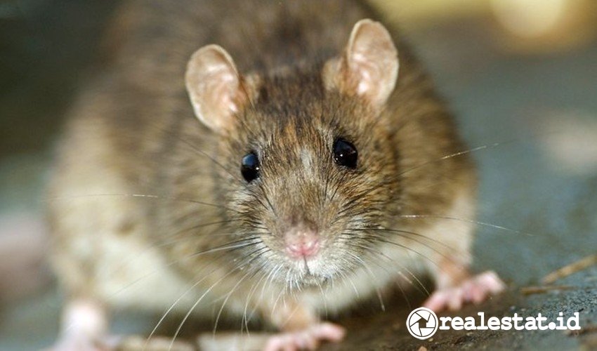 Cara menghilangkan bau tikus di dapur
