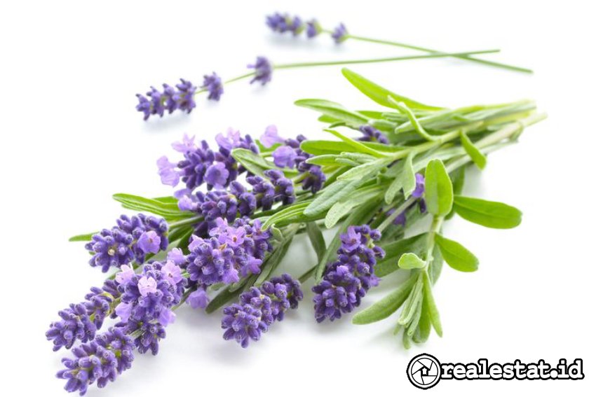 Cara mengusir lalat di ruangan terbuka dengan lavender