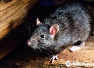 cara menghilangkan bau kencing tikus