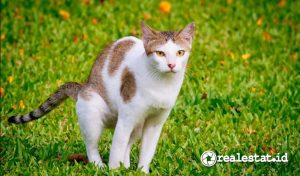 (Sumber: Shutterstock)