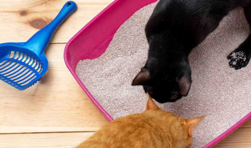 cara memilih pasir kucing wangi yang bagus