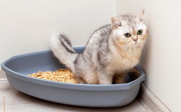 rekomendasi pasir kucing wangi yang bagus