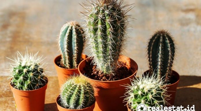 kaktus menjadi salah satu tanaman yang tidak boleh ditanam di dalam rumah menurut