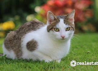 Studi Royal Canin terkait Usia Harapan Hidup Kucing di Indonesia-RealEstat.id