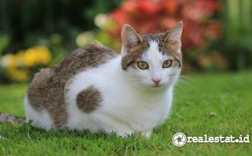 Studi Royal Canin terkait Usia Harapan Hidup Kucing di Indonesia-RealEstat.id