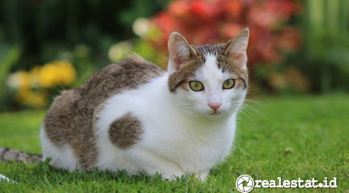 Studi Royal Canin terkait Usia Harapan Hidup Kucing di Indonesia-RealEstat.id