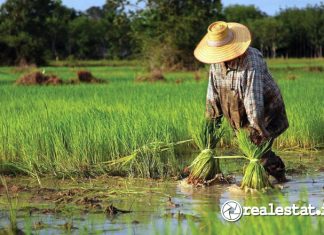 Pertanian Rendah Karbon Lahan Sawah Dilindungi LSD ESG SCG Realestat.id dok