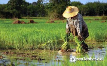 Pertanian Rendah Karbon Lahan Sawah Dilindungi LSD ESG SCG Realestat.id dok