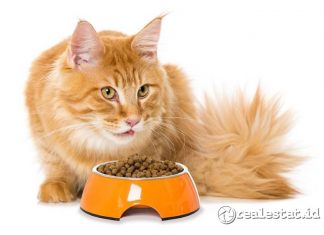 makanan kucing yang bagus untuk bulu dan gemuk-RealEstat.id