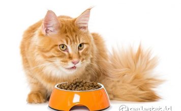 makanan kucing yang bagus untuk bulu dan gemuk-RealEstat.id