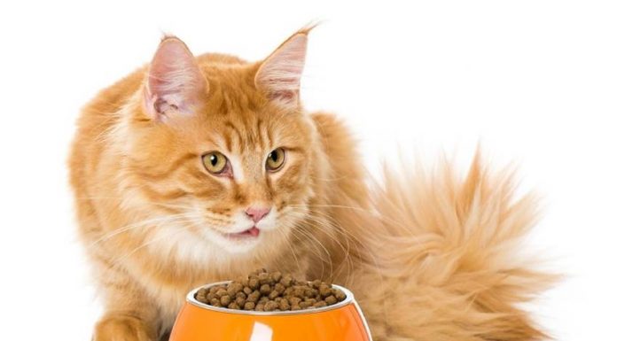 Ilustrasi untuk makanan kucing Royal Canin yang bagus. (Mypets)