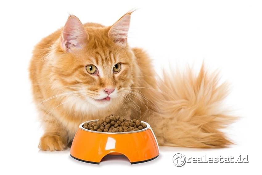 Ilustrasi untuk makanan kucing Royal Canin yang bagus. (Mypets)