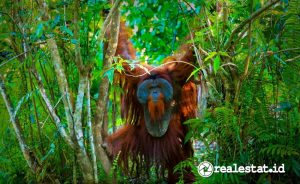 Kawasan lindung IKN di Samboja Lestari menjadi rumah bagi 113 orang utan dan 76 beruang madu. (Foto: Humas OIKN)