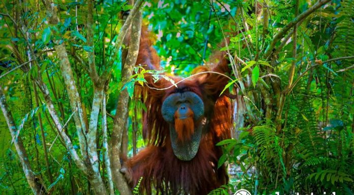 Orang Utan Kawasan Lindung IKN Samboja Lestari Humas OIKN Realestat.id dok