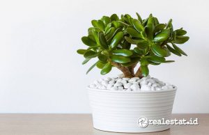 Jade plant diyakini menjadi salah satu dari 15 tanaman pembawa hoki. (Sumber: Shutterstock/Olga Miltsova)