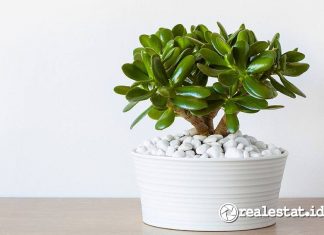 Tanaman Pembawa Rezeki di Depan Rumah Menurut Feng Shui salah satunya jade plant-RealEstat.id