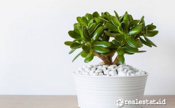 Tanaman Pembawa Rezeki di Depan Rumah Menurut Feng Shui salah satunya jade plant-RealEstat.id