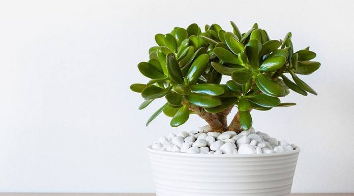 Jade plant diyakini menjadi salah satu dari 15 tanaman pembawa hoki. (Sumber: Shutterstock/Olga Miltsova)