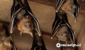 Cara Mencegah dan Mengusir Kelelawar di Atap Rumah-RealEstat.id