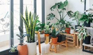 10 Tanaman Hias Indoor yang Mudah Dirawat-RealEstat.id