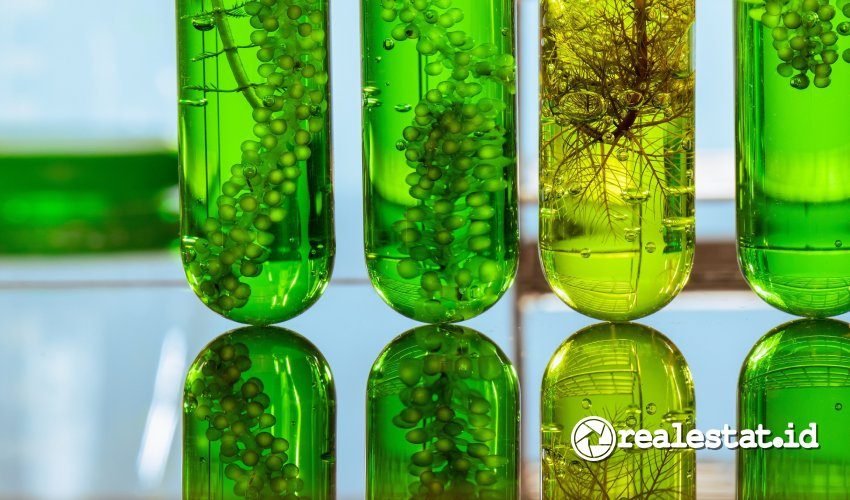 Manfaat Mikroalga untuk Kesehatan dan Lingkungan-RealEstat.id