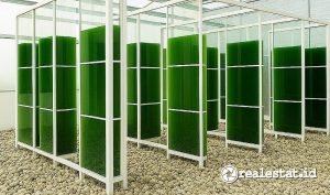 Mikroalga yang dikembangkan oleh Semen Merah Putih dan PT Algaepark Indonesia Mandirisebagai bisa menjadi solusi ramah lingkungan-RealEstat.id