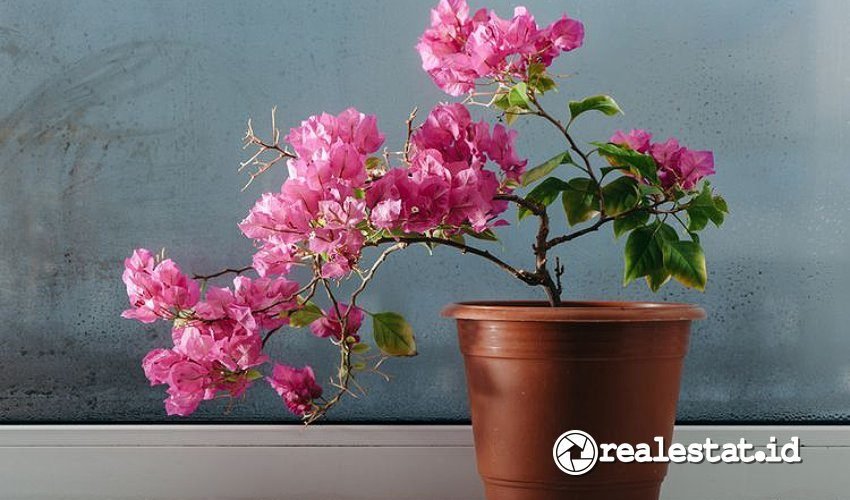 Tanaman Hias Tahan Panas yang Cantik dan Mudah Dirawat-RealEstat.id